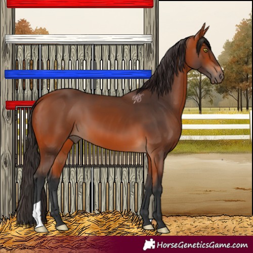 Horse Color:Bay 