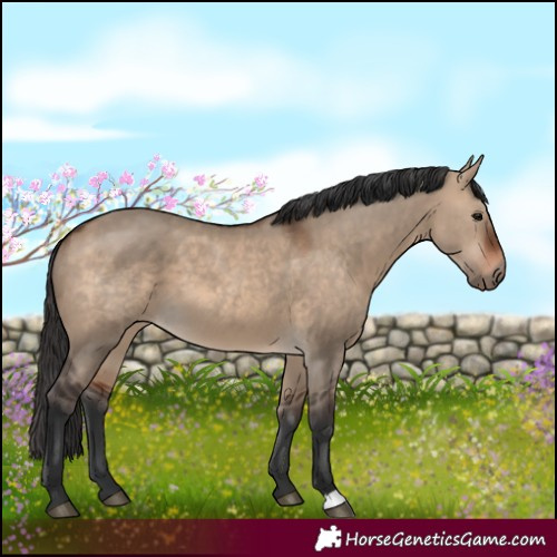 Horse Color:Brown Dun  and Brown Dun 
