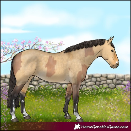 Horse Color:Bay Dun  and Buckskin Dun 