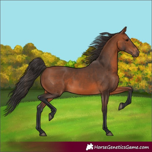 Horse Color:Bay 