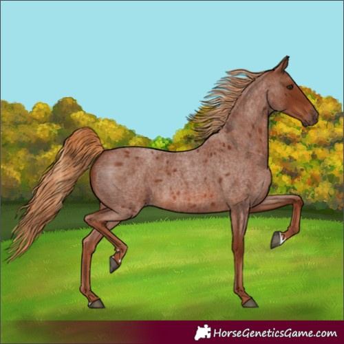 Horse Color:Red Roan 