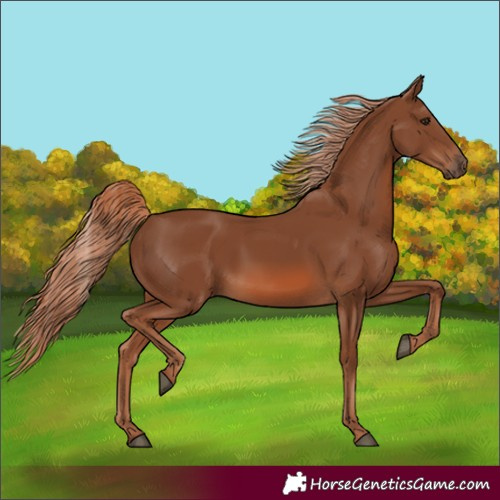 Horse Color:Chestnut 
