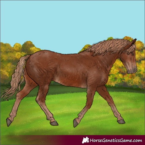 Horse Color:Chestnut 