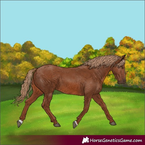 Horse Color:Chestnut 