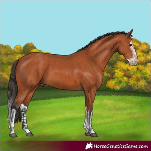 Horse Color:Bay  and Bay Splash 