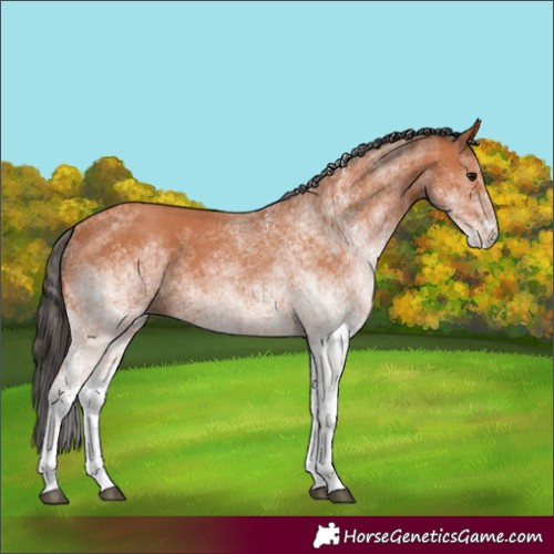 Horse Color:White Spotted Bay 