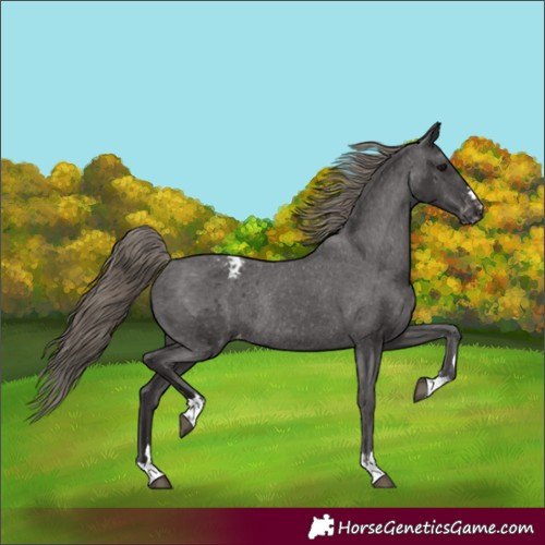 Horse Color:Smoky Black Appaloosa Rabicano 