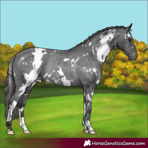 Horse Color:White Spotted Black Appaloosa Rabicano 