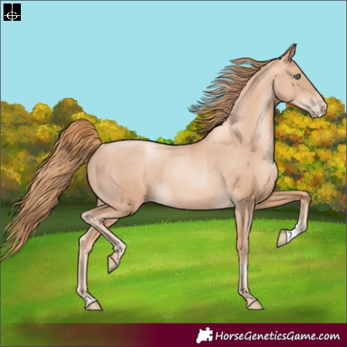 Horse Color:Gold Champagne Pearl Rabicano and Gold Champagne Pearl Rabicano