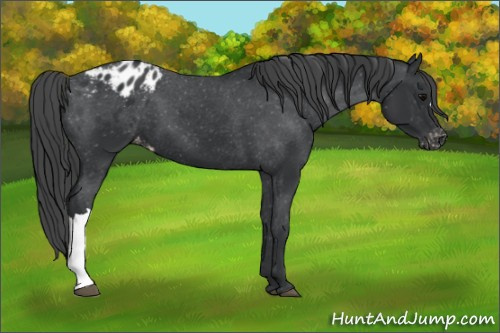 Horse Color:Black Appaloosa 