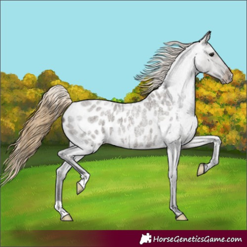 Horse Color:Smoky Grullo Roan Appaloosa 