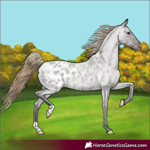 Horse Color:Smoky Grullo Roan Appaloosa 