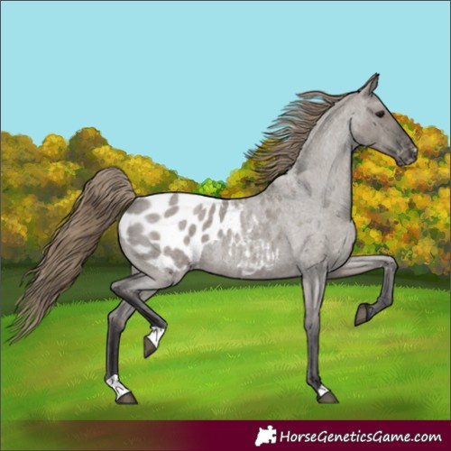 Horse Color:Smoky Grullo Roan Appaloosa 