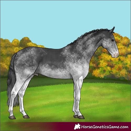 Horse Color:White Spotted Black