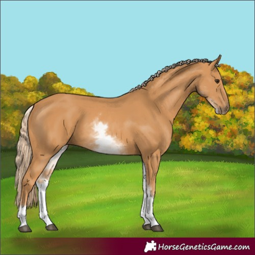 Horse Color:White Spotted Chestnut 