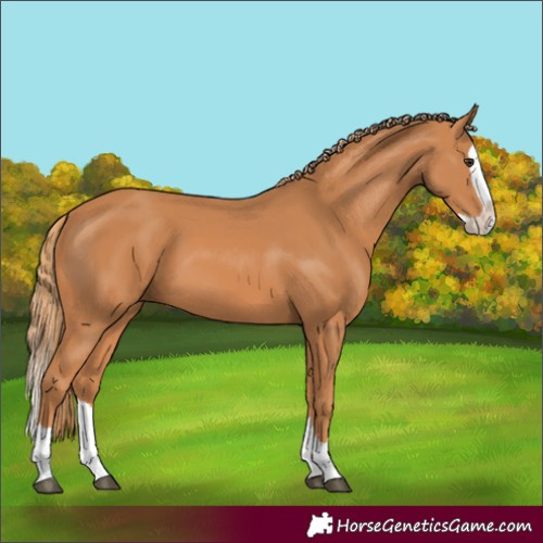 Horse Color:Chestnut Splash
