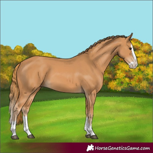 Horse Color:Chestnut Splash 