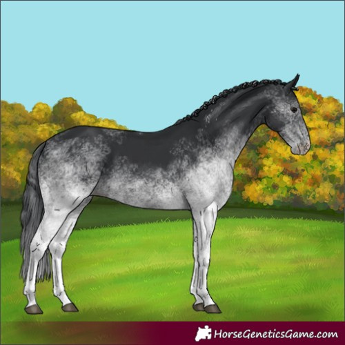 Horse Color:White Spotted Black