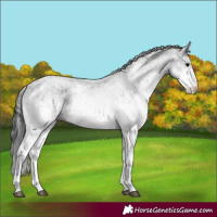 Horse Color:White Spotted Black