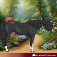 Horse Color:Black and Black
