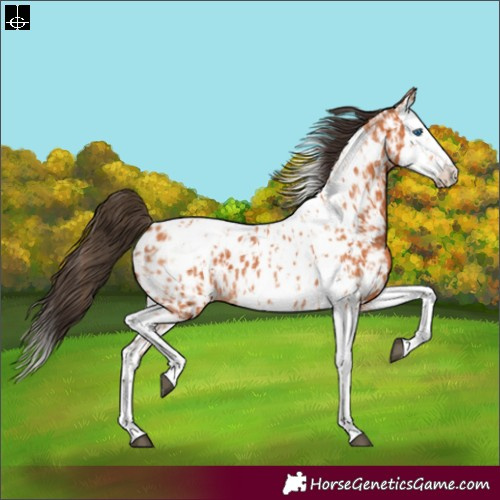Horse Color:Bay Splash Tobiano Near Leopard and Bay Splash Tobiano Near Leopard