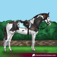 Horse Color:Brown Splash Tobiano Appaloosa  and Gray Brown Splash Tobiano Appaloosa 