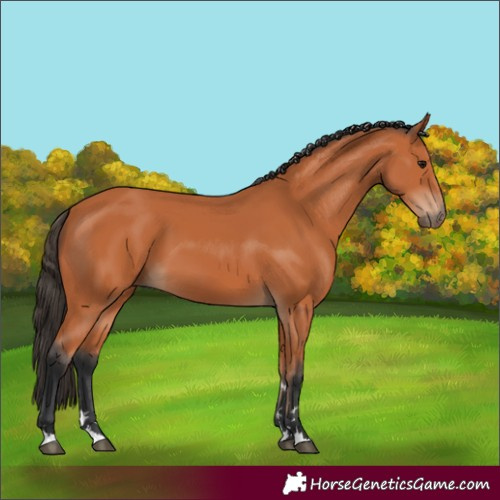 Horse Color:Bay 