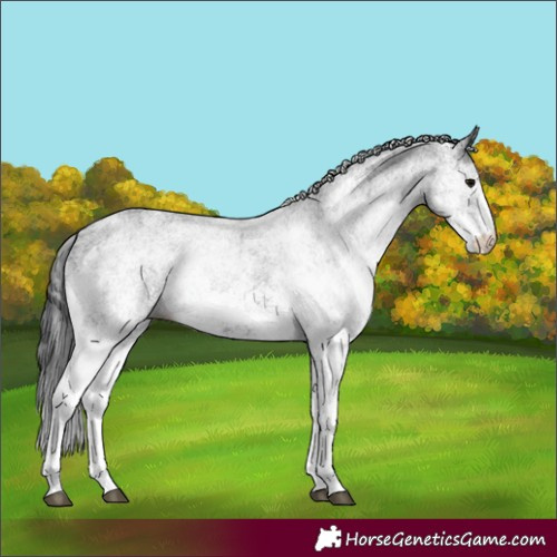Horse Color:White Spotted Black