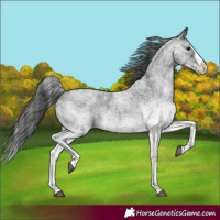Horse Color:White Spotted Blue Roan Splash 