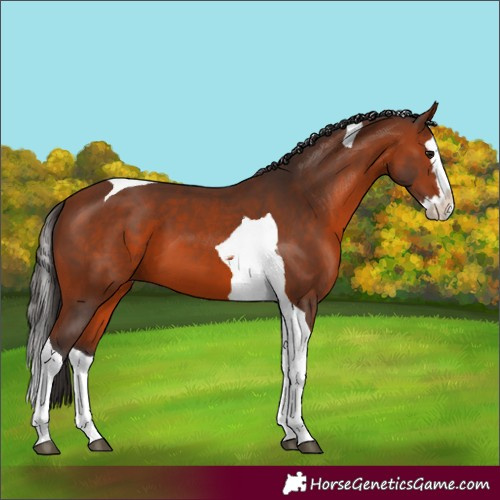 Horse Color:Bay Splash Tobiano