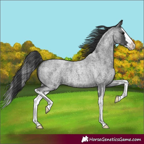Horse Color:Blue Roan Splash 