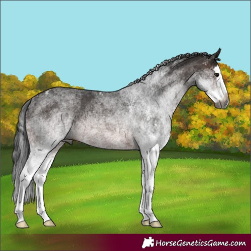 Horse Color:Gray White Spotted Brown Splash 