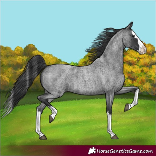Horse Color:Blue Roan Splash 