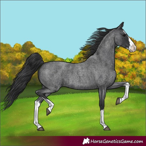 Horse Color:Blue Roan Splash 