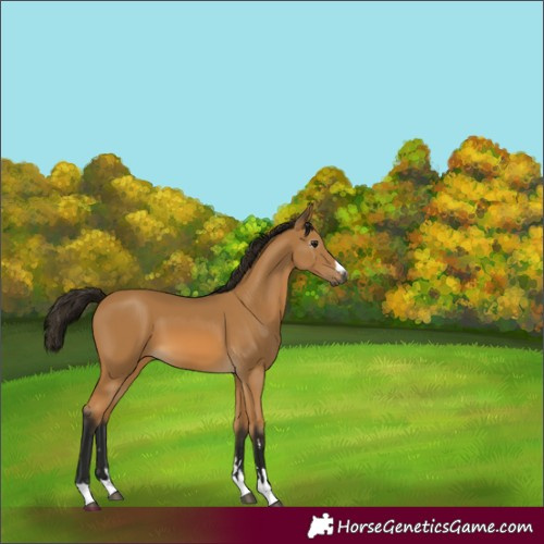 Horse Color:Gray Buckskin