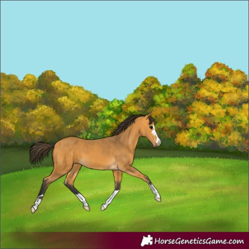 Horse Color:Buckskin 