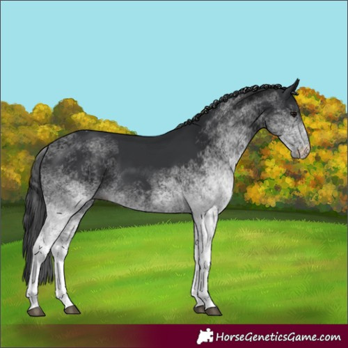 Horse Color:White Spotted Black