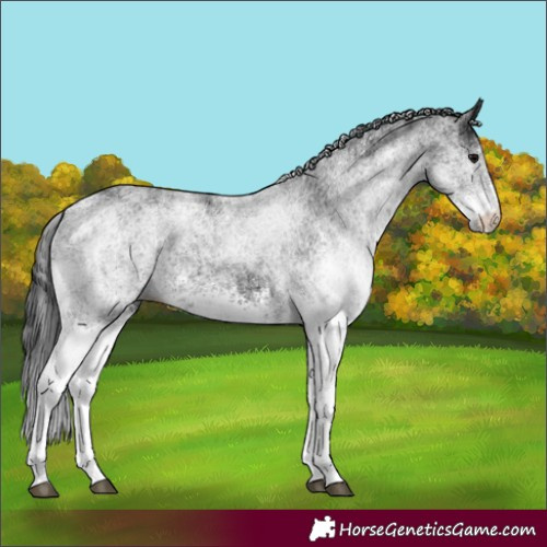 Horse Color:White Spotted Black 