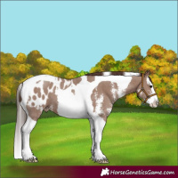 Horse Color:Classic Champagne Sabino Splash Tobiano Appaloosa 