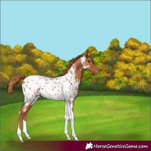 Horse Color:Chestnut Tobiano Appaloosa