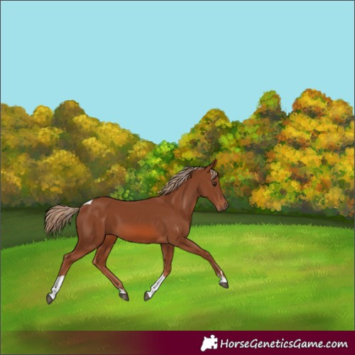 Horse Color:Chestnut Tobiano