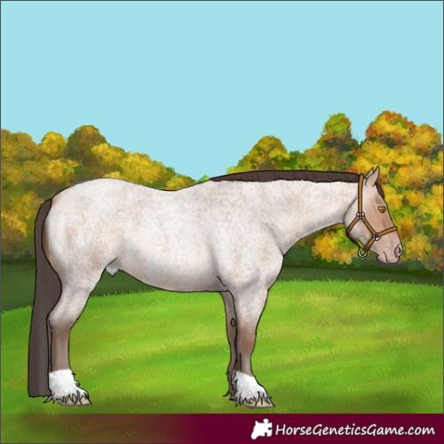 Horse Color:Amber Champagne Roan