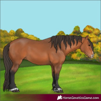 Horse Color:Unknown 