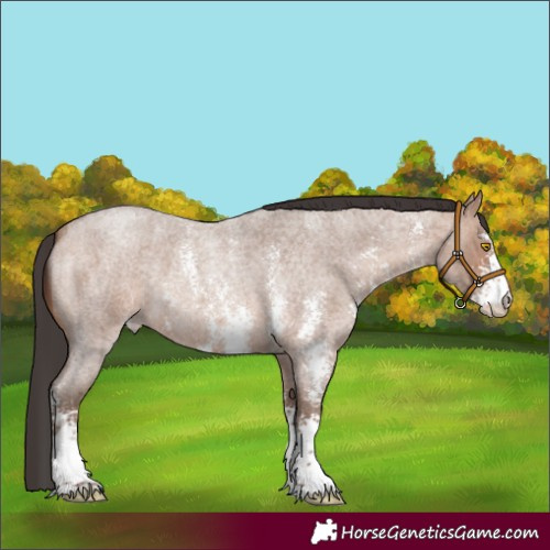 Horse Color:Sable Champagne Roan Sabino 