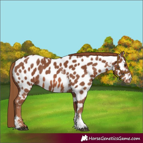 Horse Color:Chestnut Sabino Appaloosa