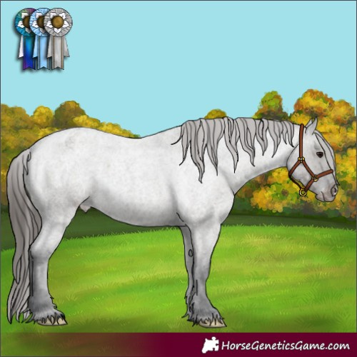Horse Color:Grullo Roan Appaloosa 