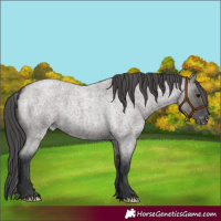 Horse Color:Grullo Roan Appaloosa 