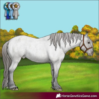 Horse Color:Grullo Roan Appaloosa 