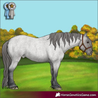 Horse Color:Grullo Roan Appaloosa 