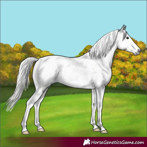Horse Color:Gray Silver Smoky Black Splash Tobiano 
